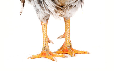 white cock
