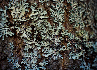 Lichen on wood surface © pashabo