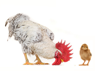 cock and chicks