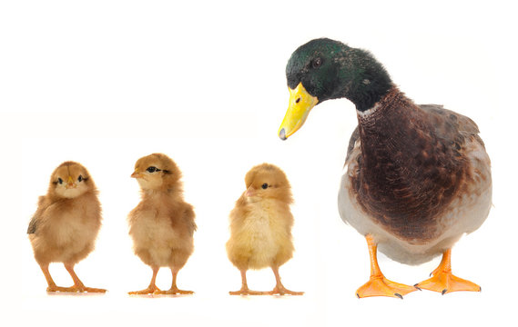 chicks and duc