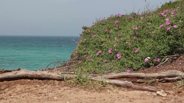 costa con piante fiorite