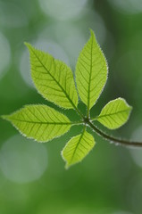 コシアブラの葉っぱ