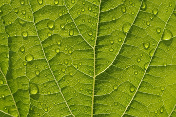 Fototapeta na wymiar leaf with water drops