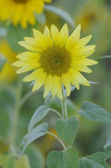 Sonnenblume