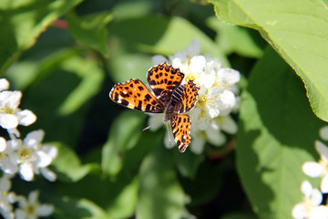 Map Butterfly, Araschnia levana on Bird Cherry Flowers