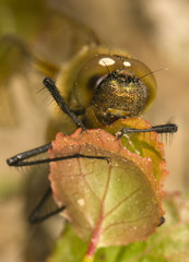 Somatochlora flavomaculata