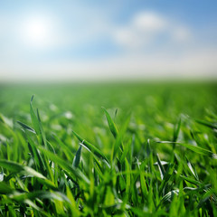 Obraz premium Grass