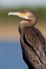 Great Cormorant (Phalacrocorax carbo)