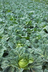 background[cabbage_field]_04