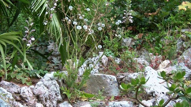 allergico alle parietarie