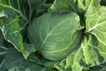 background[cabbage_field]_13