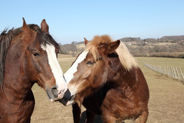 Two Horses Nuzzling