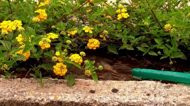 irrigazione di lantane gialle