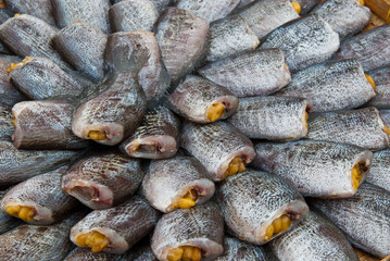 Dry Gourami fish