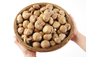 shiitake in hand