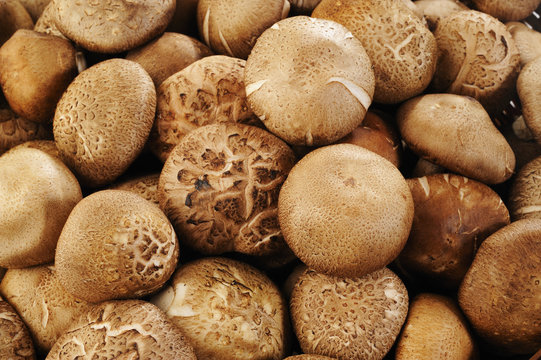 shiitake background
