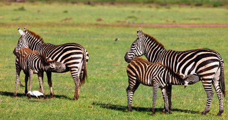 Fototapeta na wymiar Zebras in Lake Manyara National Park, Tanzania