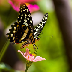 Fototapeta na wymiar Beautiful butterfly in Lake Manyara National Park, Tanzania