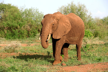 Fototapeta na wymiar African elephant in Lake Manyara National Park, Tanzania