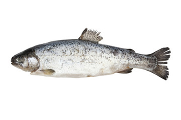 Fish isolated on white.