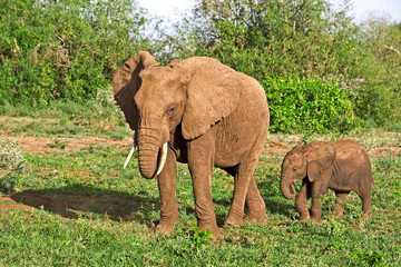 African elephants in Lake Manyara National Park, Tanzania