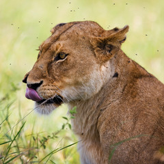 Fototapeta na wymiar Dzikie afrykańskie lwica w Serengeti National Park, Tanzania