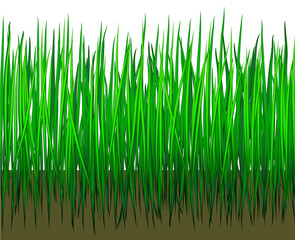 Grass with earth