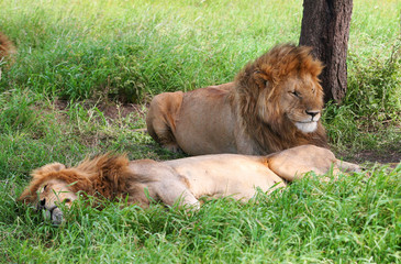 Male African Lions in the Serengeti national park, Tanzania