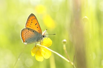 Butterfly on a yellow flower on a spring morning