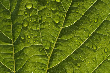 leaf with water drops