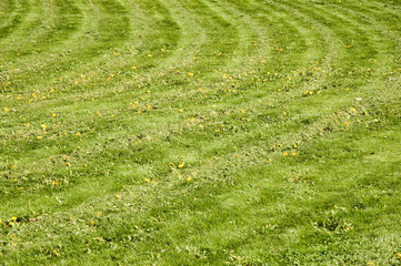 Green grass, cutted in stripes