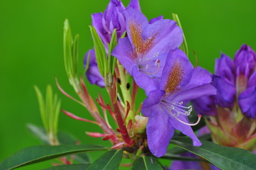 Rhododendron-różanecznik