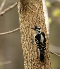 Downy Woodpecker, Picoides pubescens