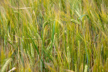 wheat before harvest. end of summer. yellow time