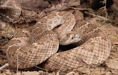 Obraz premium Portrait of a Rattlesnake.