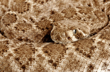 Portrait of a Rattlesnake.