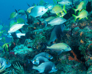 Aggregation of many fish on a reef.