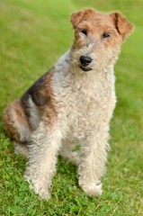 foxterrier