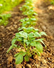 Row of potatoes in a garden