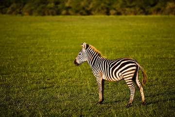 Zebra in Lake Manyara National Park, Tanzania