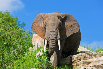 Obraz na płótnie Canvas African elephant in the Tarangire National Park, Tanzania