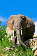 Fototapeta na wymiar African elephant in the Tarangire National Park, Tanzania