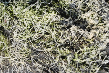 Green and white dried seaweed texture
