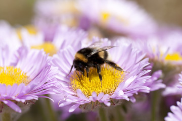 Hummel auf einer Blüte