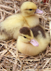 Two ducklings on hay