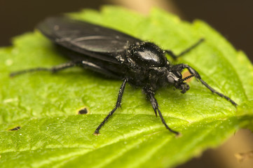 Naklejka premium Bibionidae