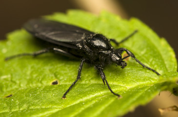 Bibionidae