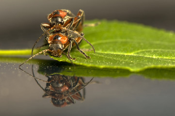 Cantharidae