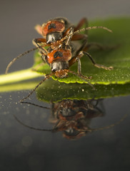 Cantharidae