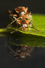 Cantharidae